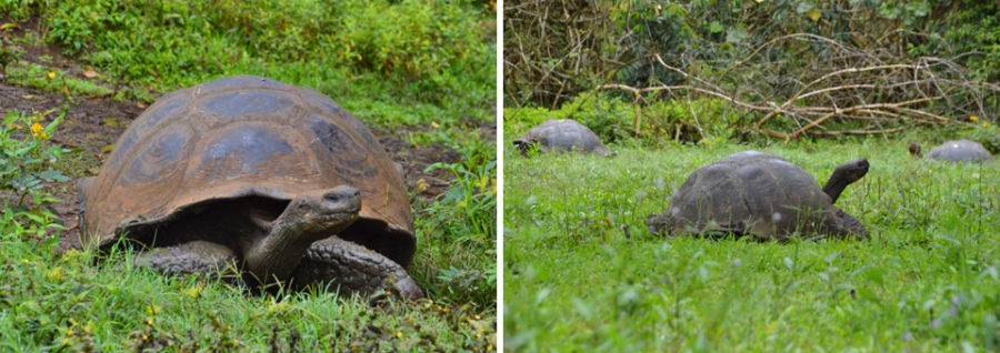 Galapagos Santa Cruz reuzenschildpad