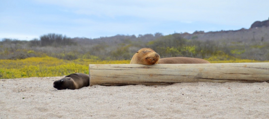 Zeeleeuw op Galapagos