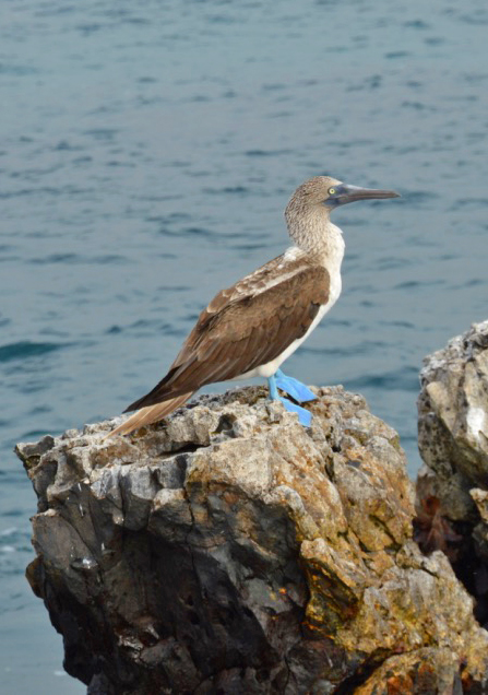 Blauwvoetgent op Galapagos