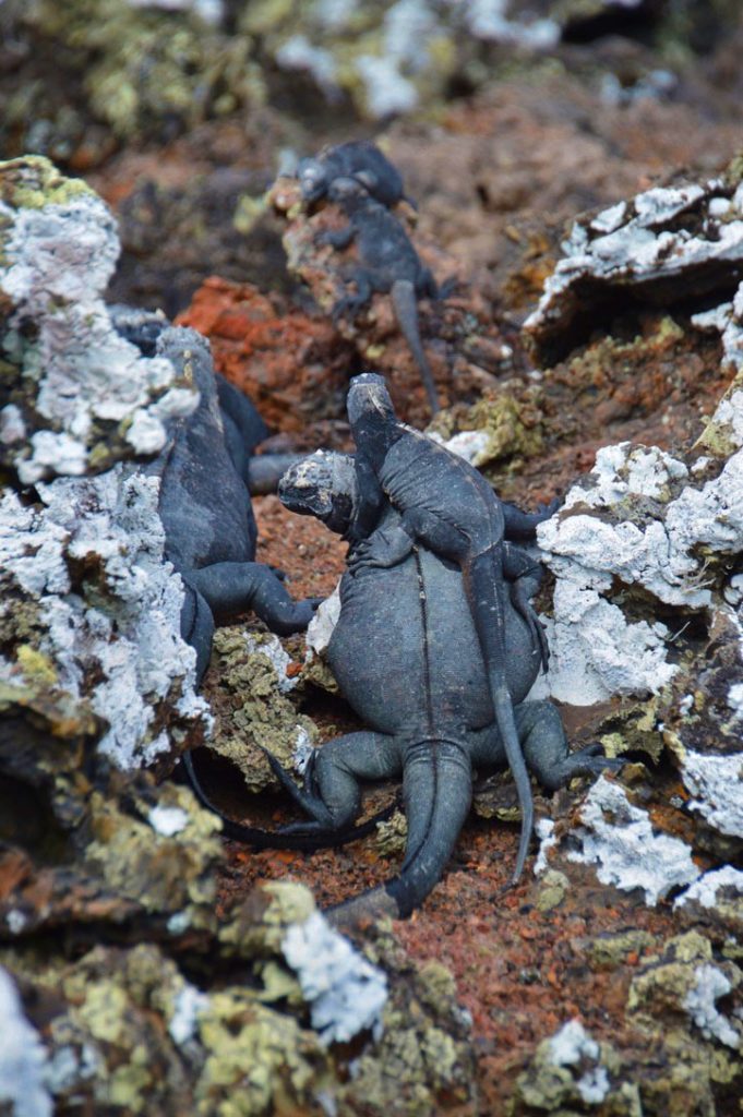 Zeeleguanen op Galapagos