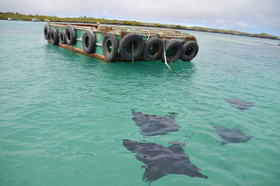 Pijlstaartroggen in zee bij Galapagos