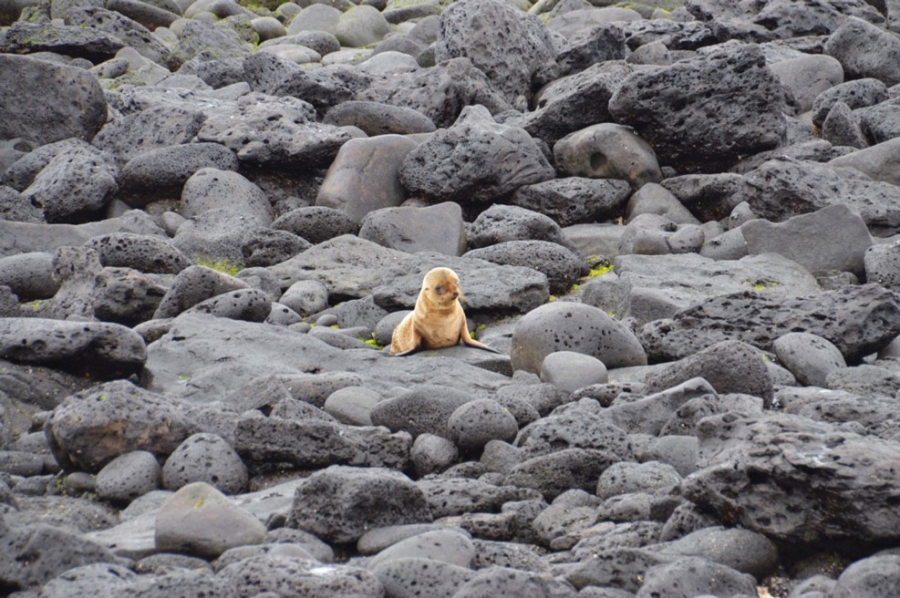 Zeeleeuwpup op Galapagos