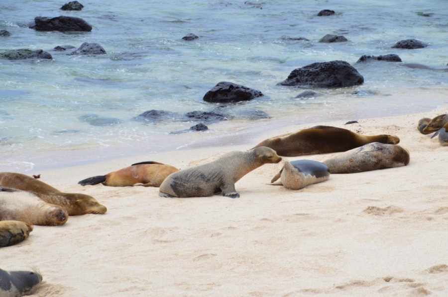 Zeeleeuwen op strand van Galapagos