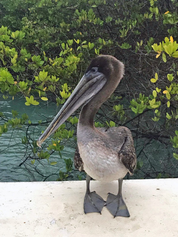 Pelikaan op Galapagos