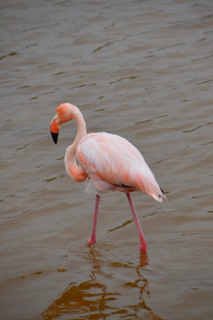 Flamingo op de Galapagos