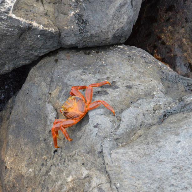Rode krab op Galapagos