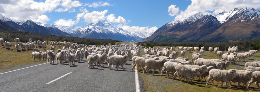 Typisch Nieuw-Zeeland: schapen op de weg