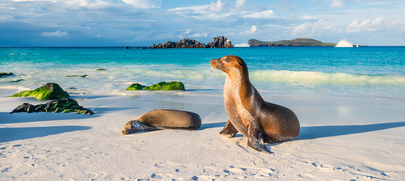 Zeeleeuwen op de Galápagos