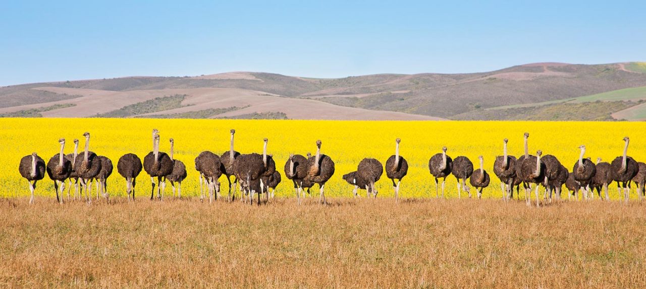 Struisvogels Tuinroute